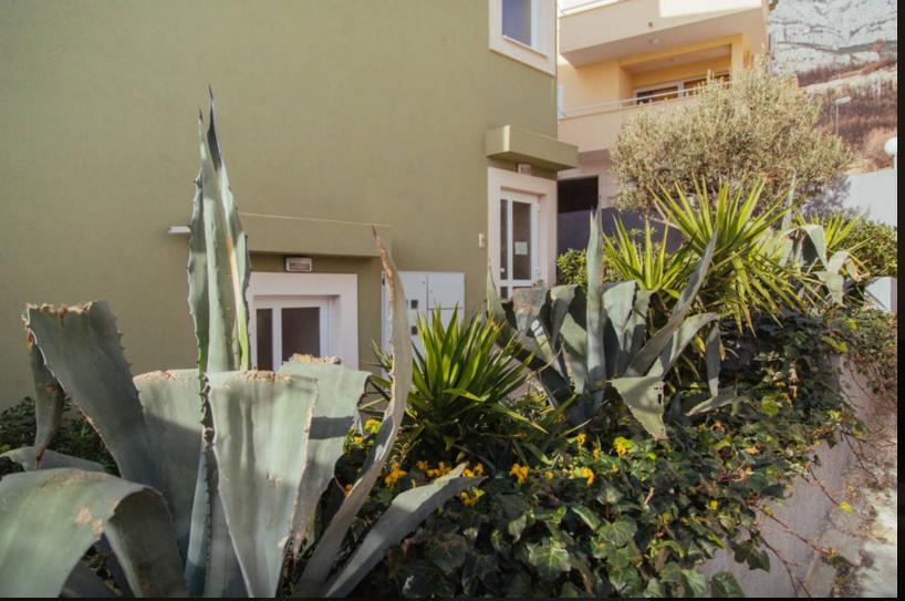 Apartments Dalmacija Tučepi المظهر الخارجي الصورة